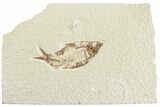 Fossil Fish (Knightia) - Wyoming #224528-1